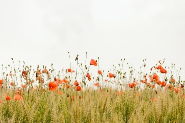 Orange flowers