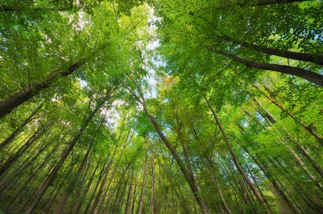 Forest canopy