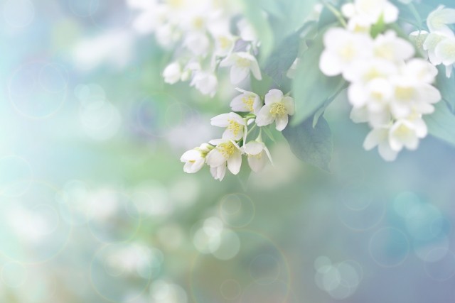 White flowering plant