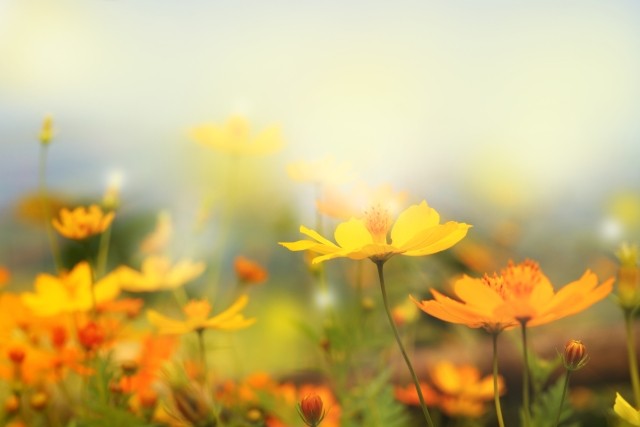 Yellow and orange flowers