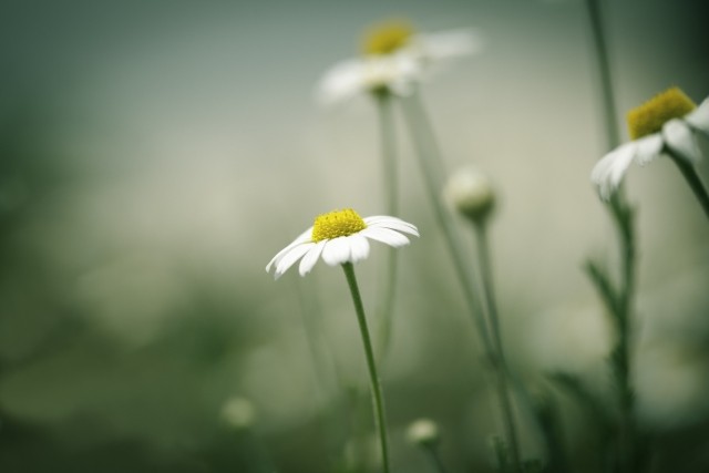 Photo of daisies