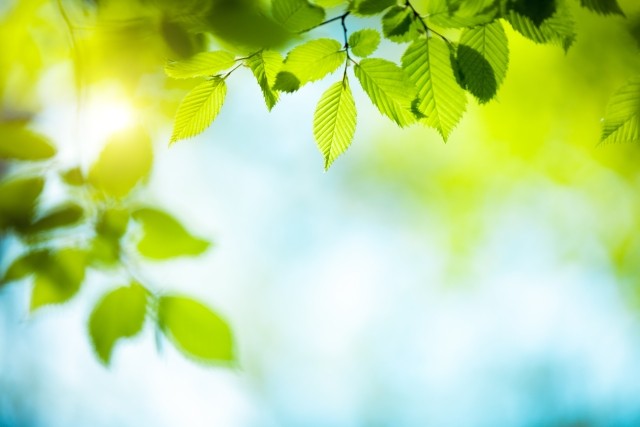 Sunny leaves on a tree branch