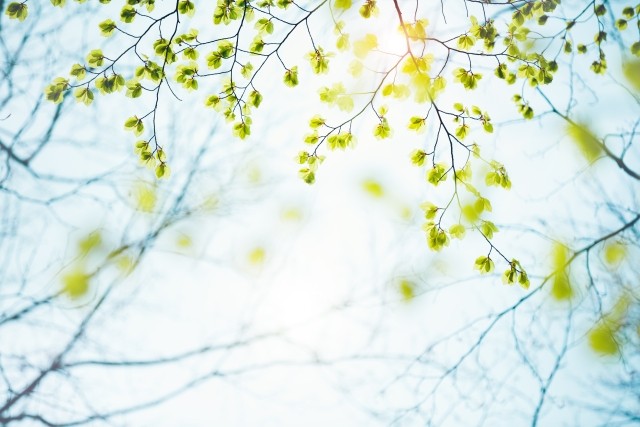 Sun shining through tree branches