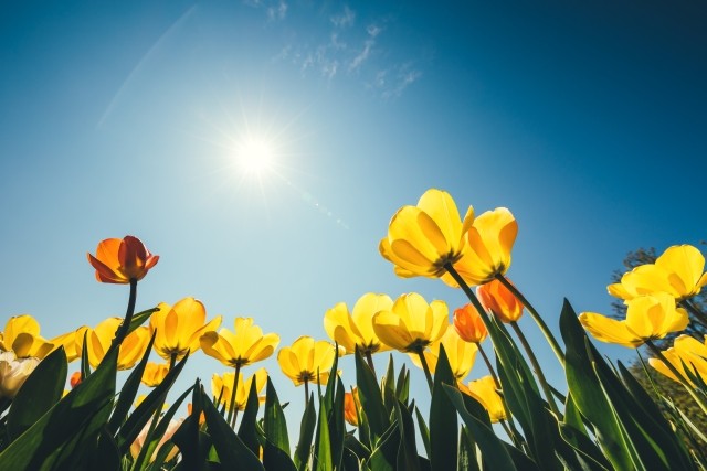 Yellow flowers, blue sky, and the sun