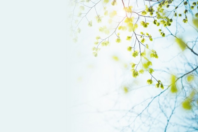 Image of tree branches in the sky