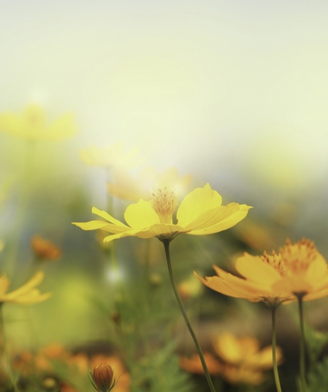 golden flowers