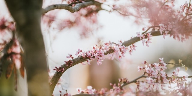 Cherry Blossoms