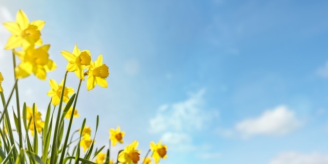 Daffodils