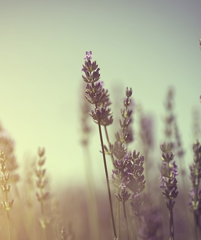 field of lavender