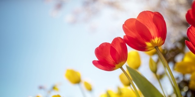 Tulips