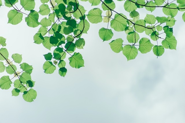 Leaves on a tree